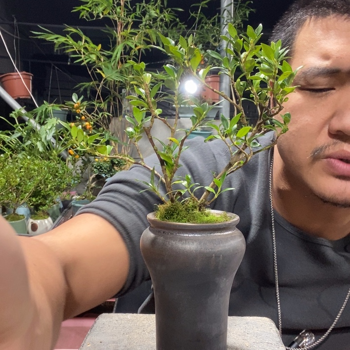 ****g以实际为准盆景绿植盆栽62