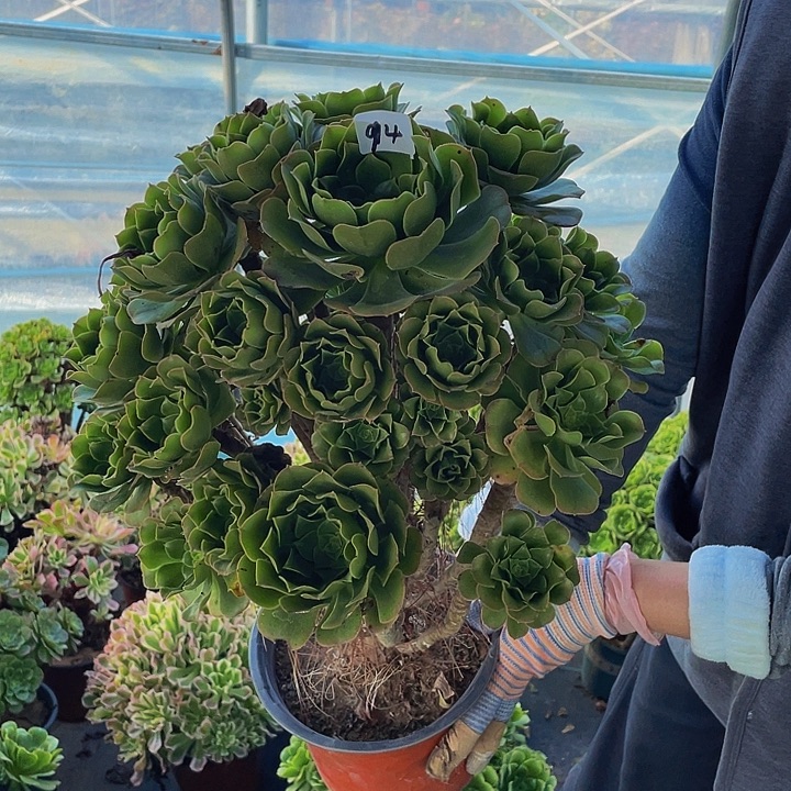 鹏***绿羊老桩000000000094号