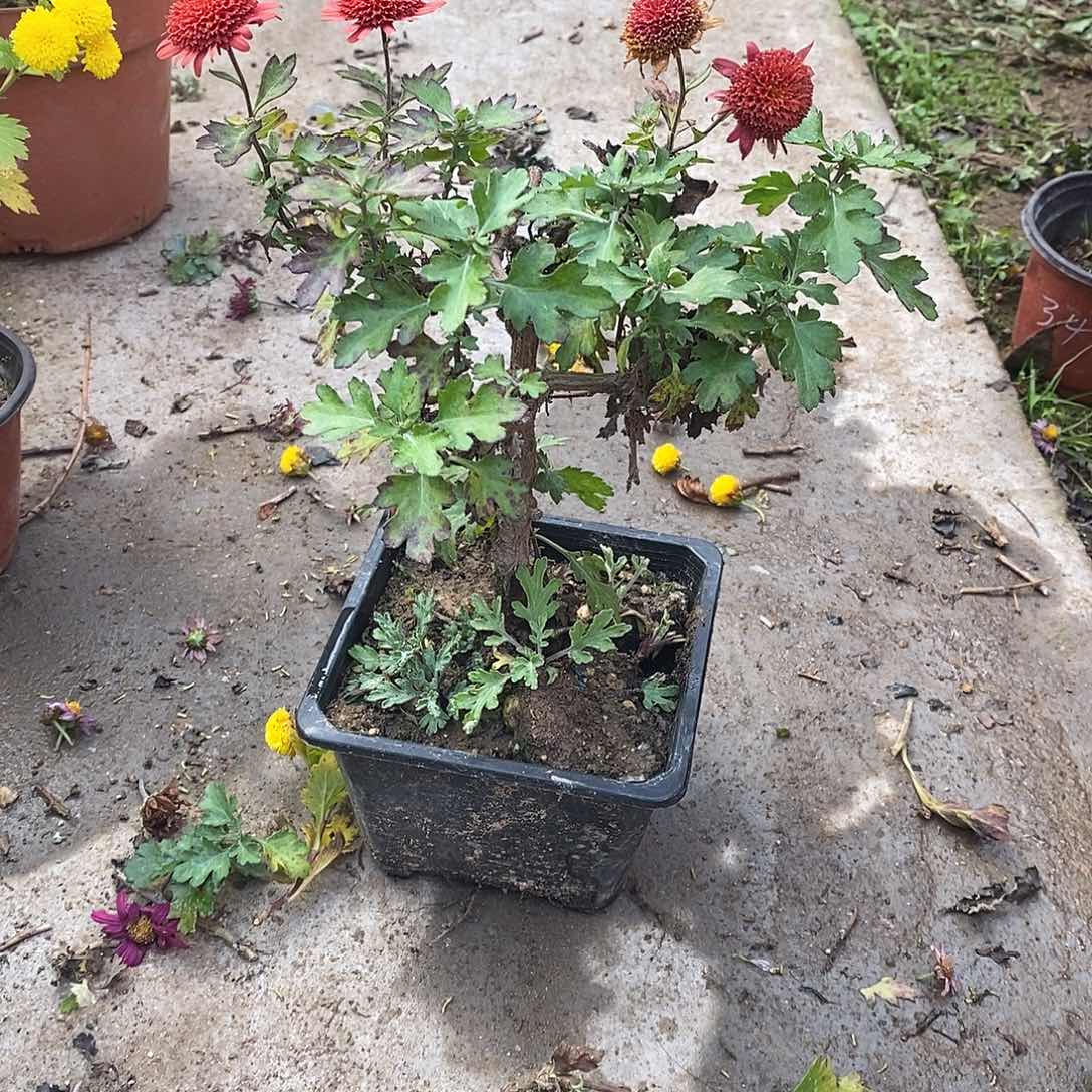 骑****完全开放盆景菊花