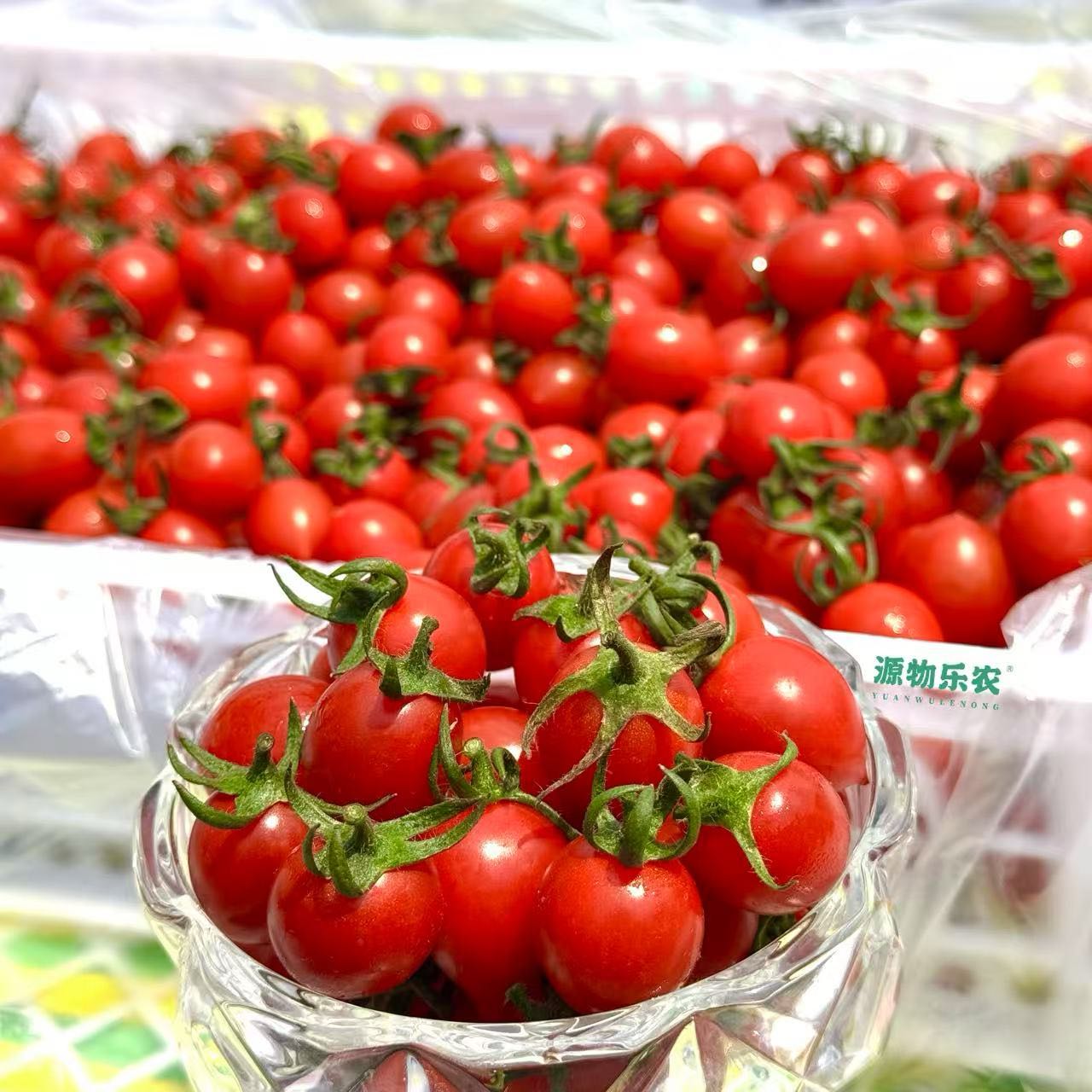 番夫子小番茄（500g）1盒装牛奶番茄吉林省