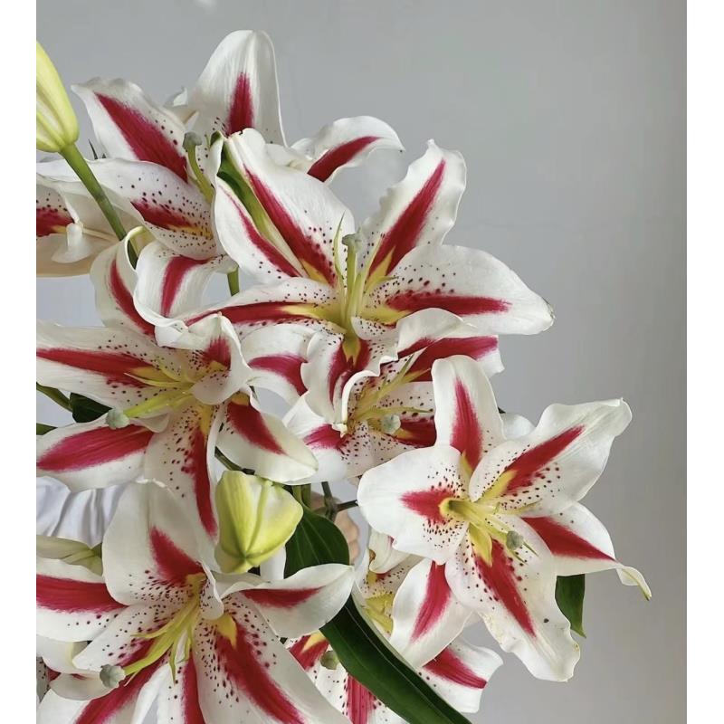 笑脸百合云南高品质鲜花通体居家家庭插花云南斗南直发