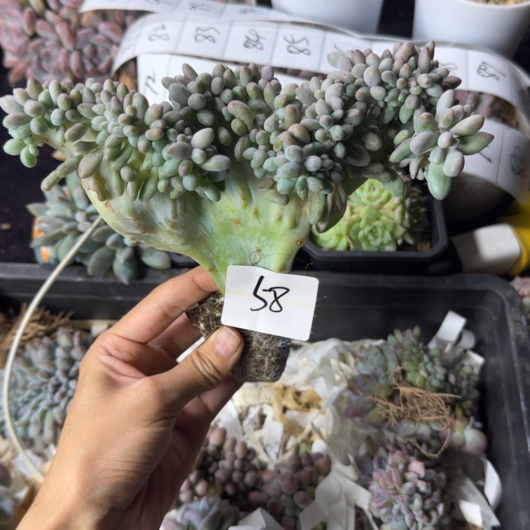 四***花汤圆缀化一物一拍58