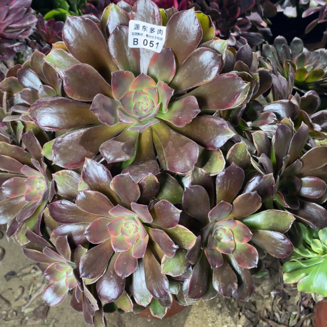 051恶魔多肉法师断枝不包