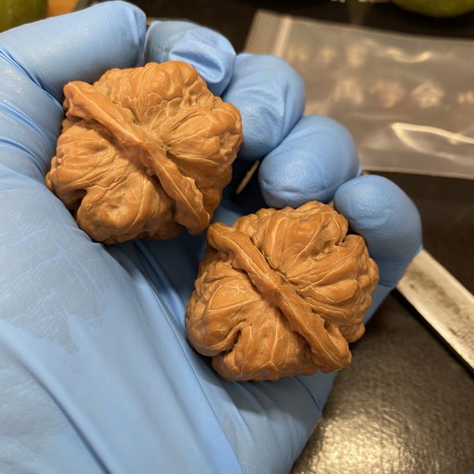 延庆精品山地蛤蟆头全品无修保熟文玩核桃全尺寸可选边43肚44高37