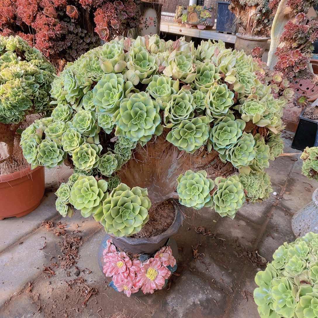 【闪购商品】无花朵绿豆沙