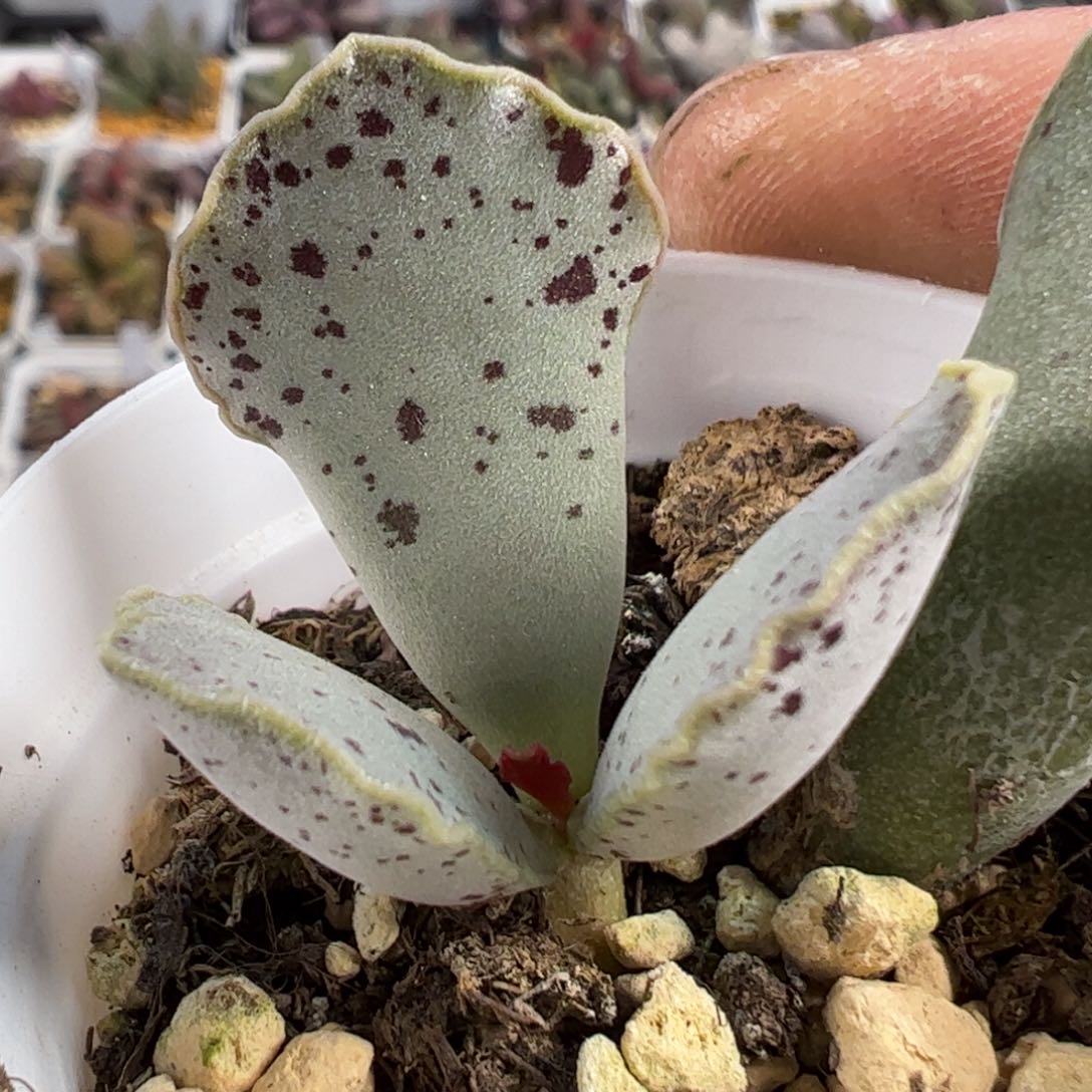 紫鹤水泡多肉植物水泡