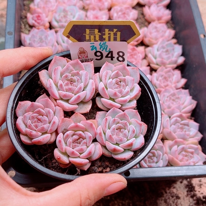 多肉植物多肉植物