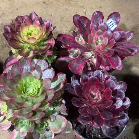 ?*果171多肉植物组合