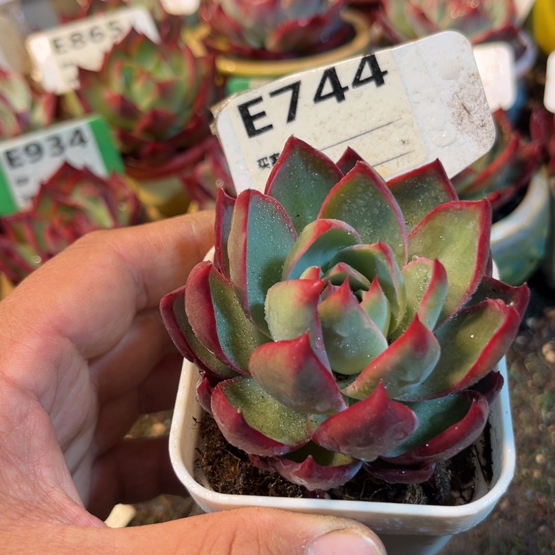 惊鸿一瞥744号多肉