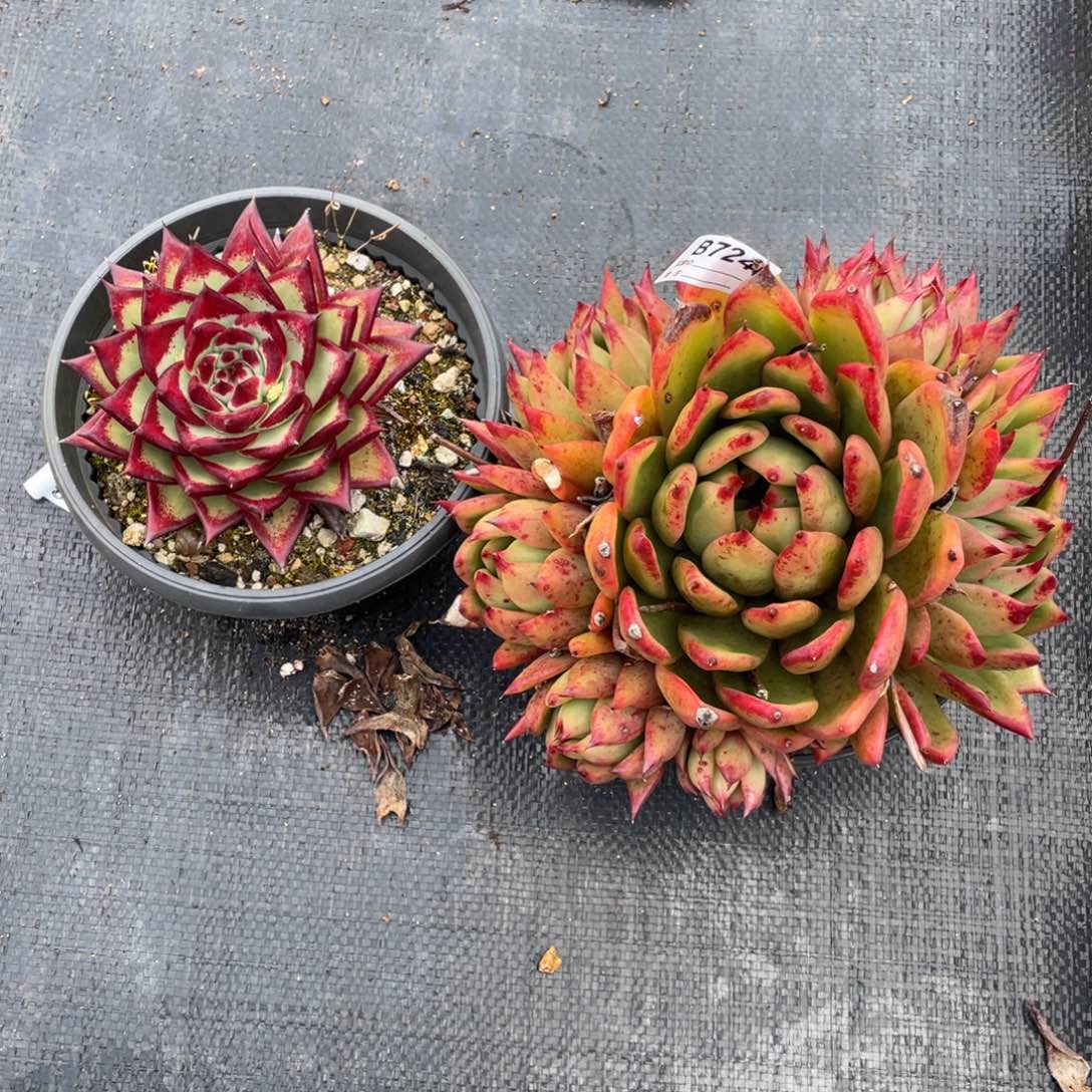 无花朵若如东云组拍B724