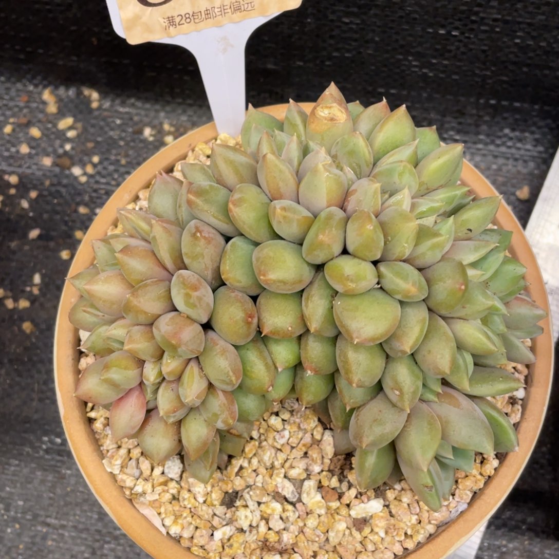 弥鹿之森一物一拍