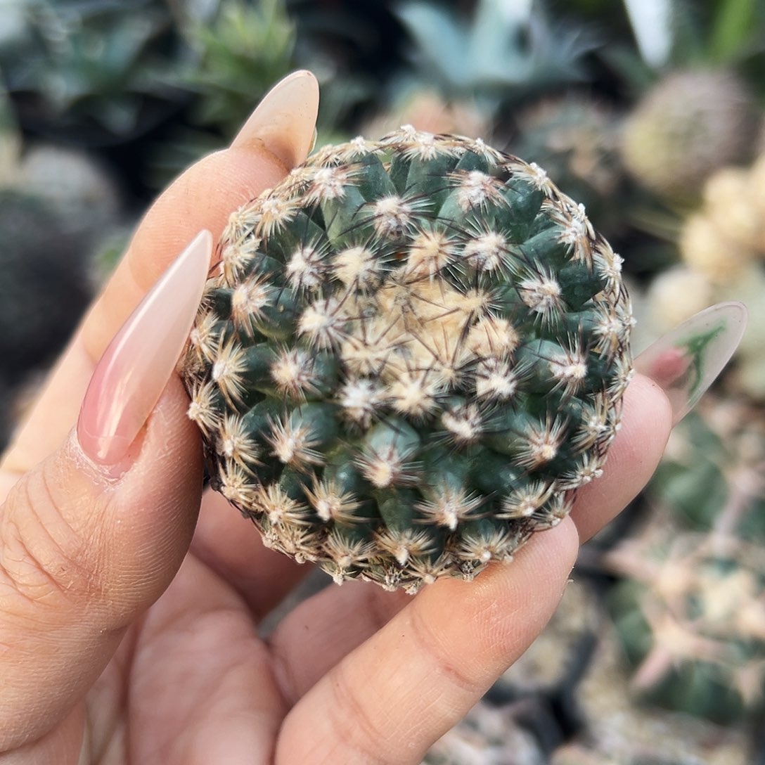 雪之轮微根仙人球6666666