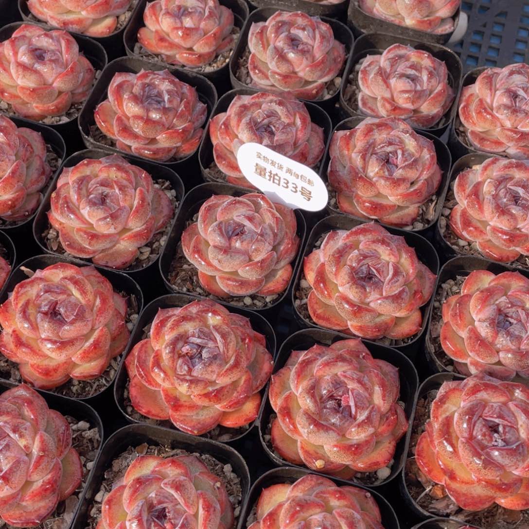 量拍33号全状态丸叶黑橙单头一个