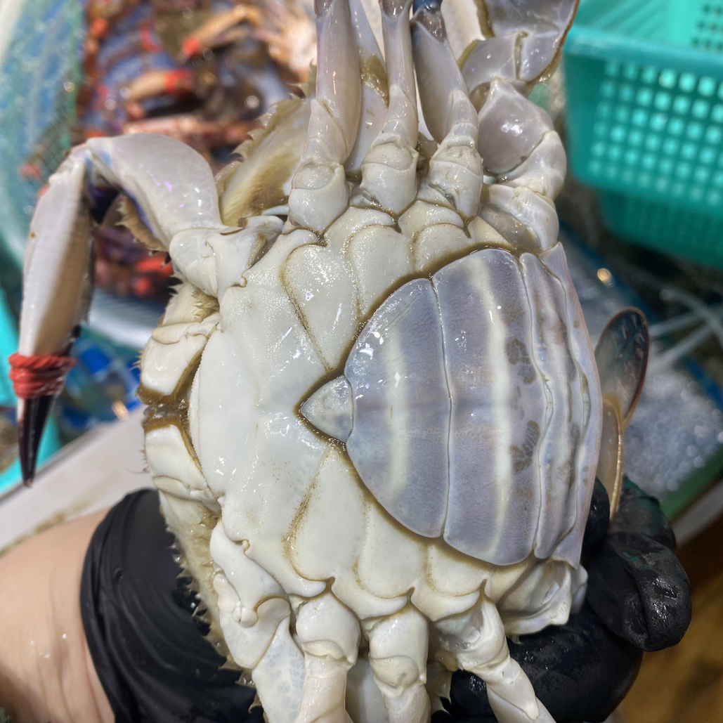 断养福利！听清楚拍！【保鲜不保活】有断腿有皮筋解析勿拍斤两只