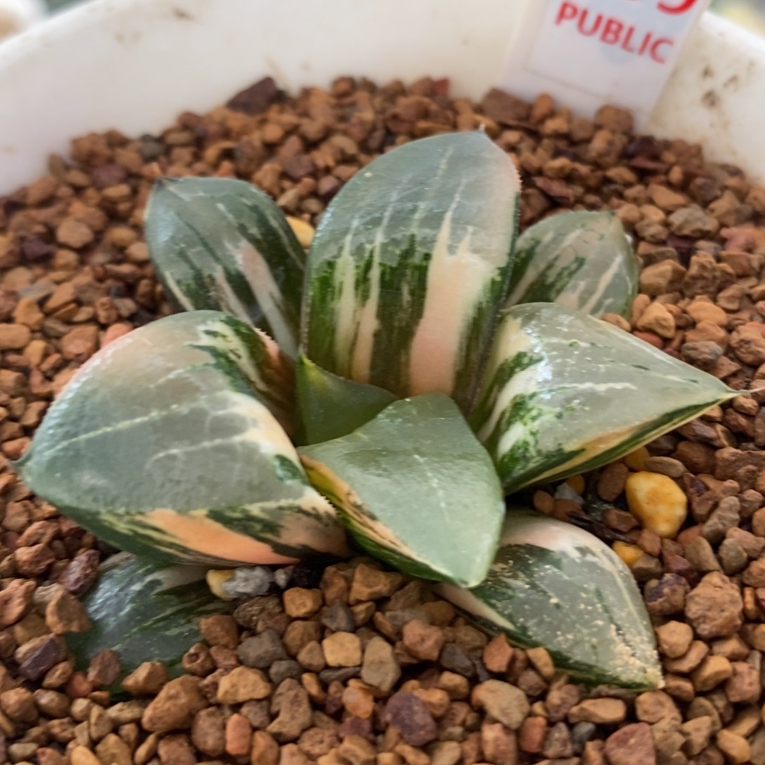 299龙喜锦一物一拍
