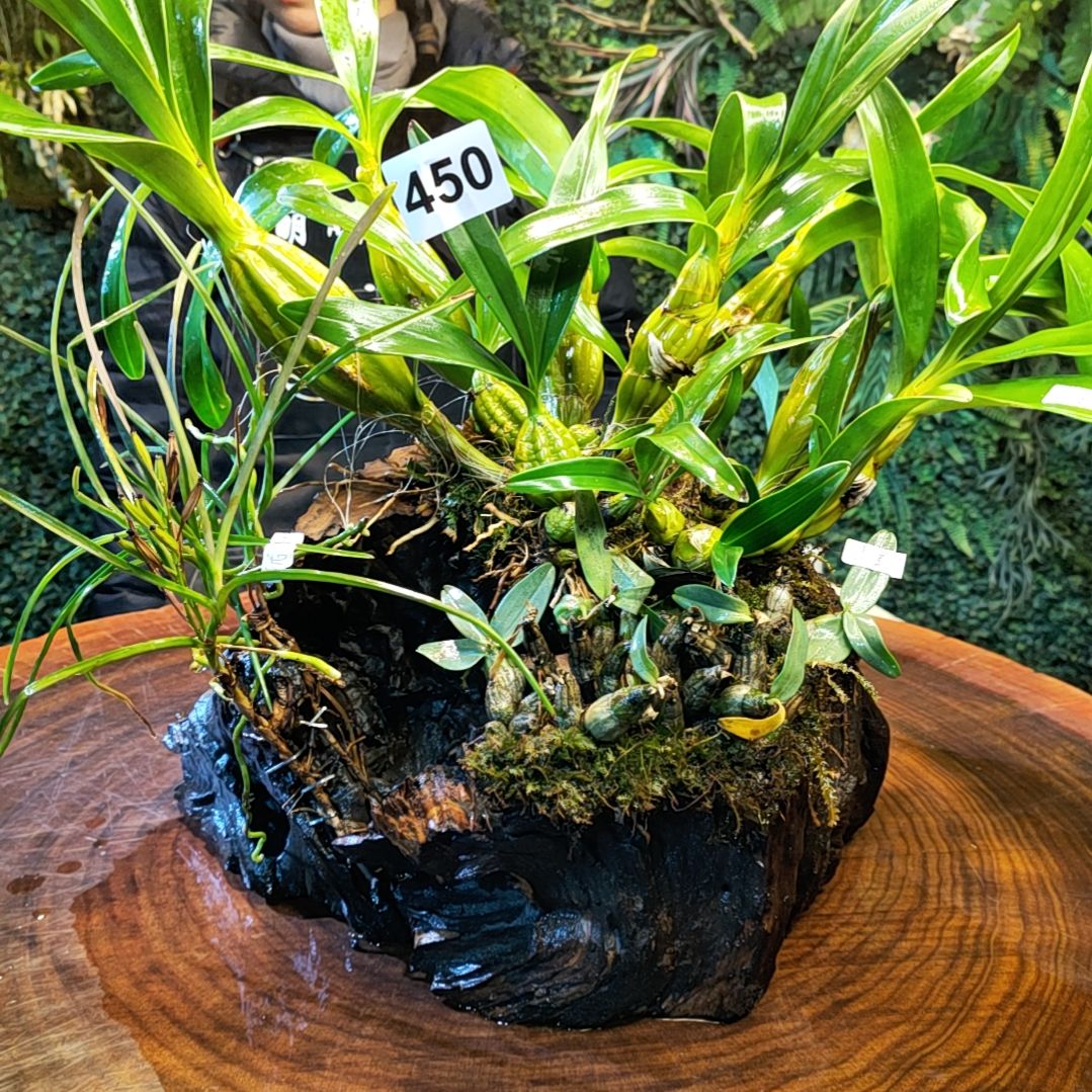 【闪购商品】450鼓锤小美越南风兰花花