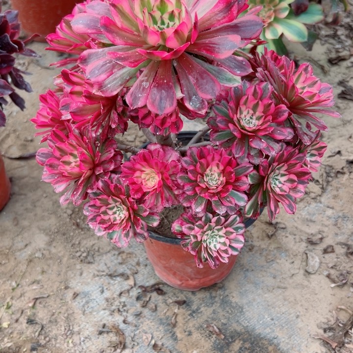 499铜鼓锦多肉枝