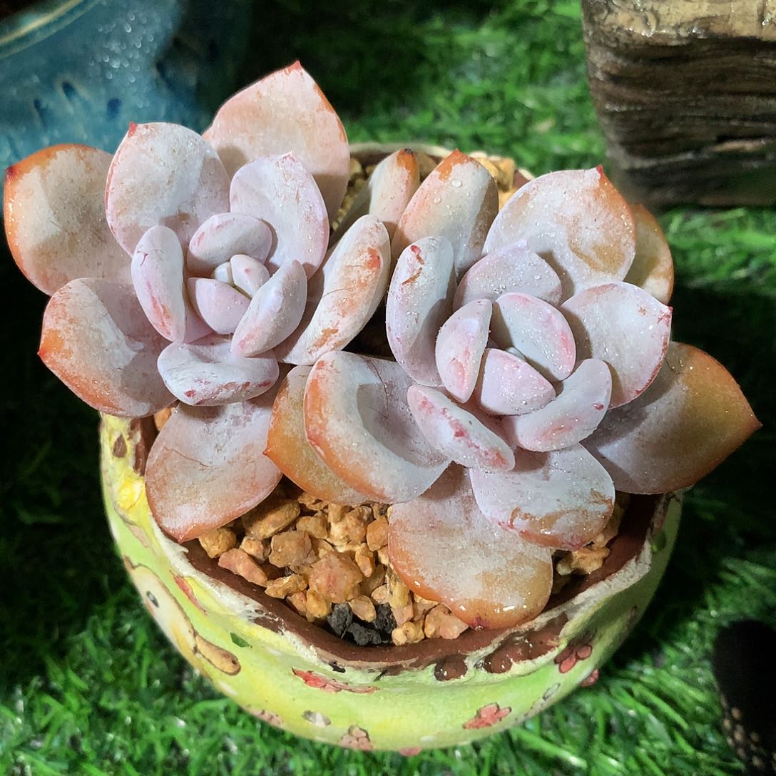 韩版奶茶10 公分一物一拍