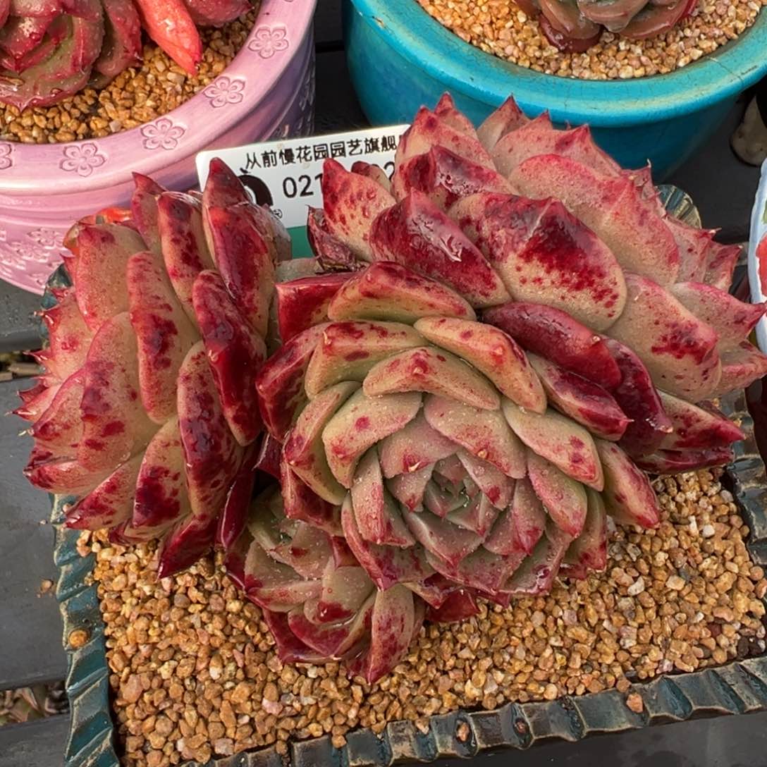 从前慢多肉精选编号0218.82