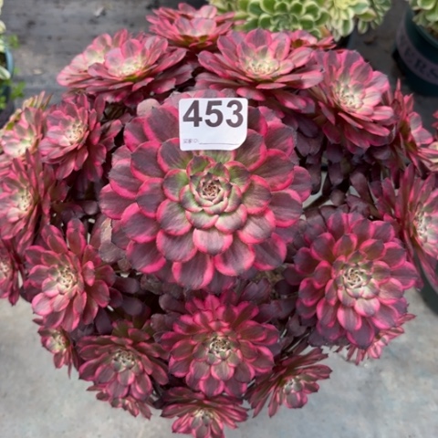 453血姬35厘米左右