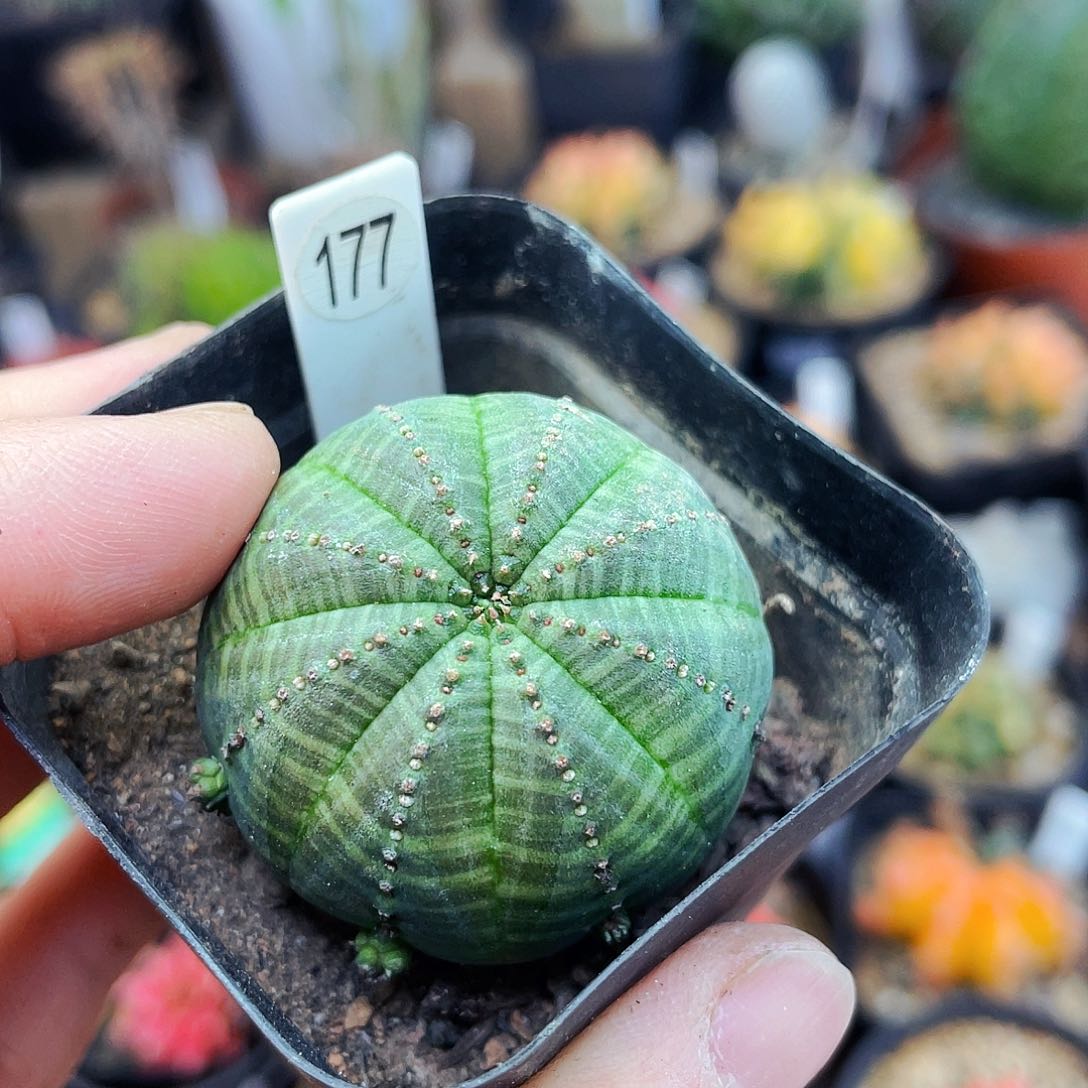 非偏远地区满25发货仙人球