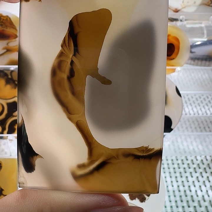 石***歌未镶嵌项链玛瑙/玉髓