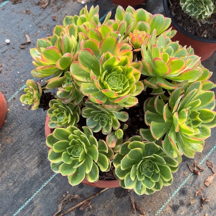 比较透的一款小香小白头