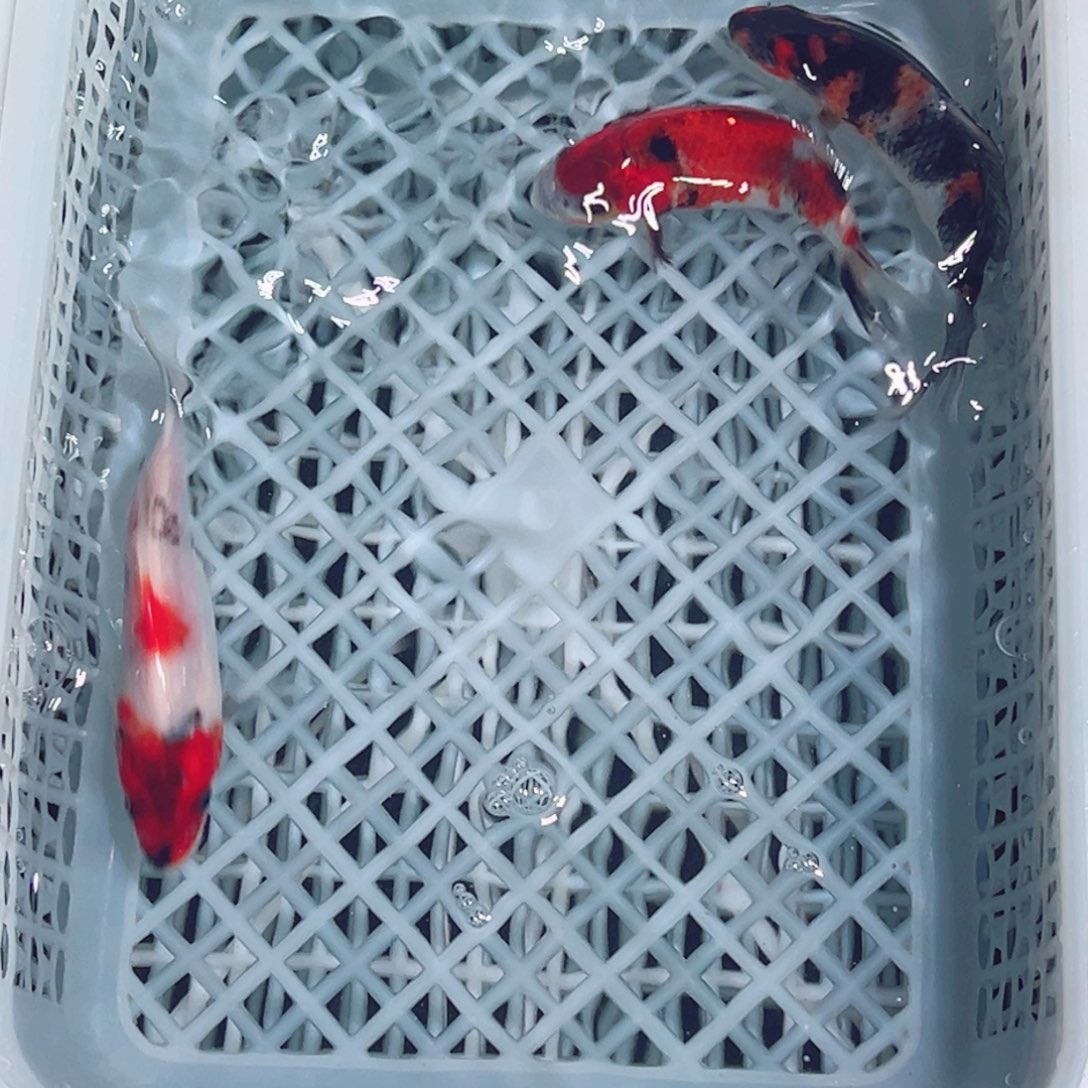 锦鲤锦鲤观赏鱼1111