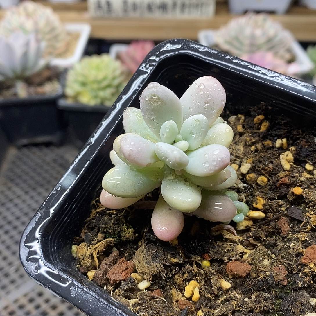 0421 香水洛神锦 需延时发货