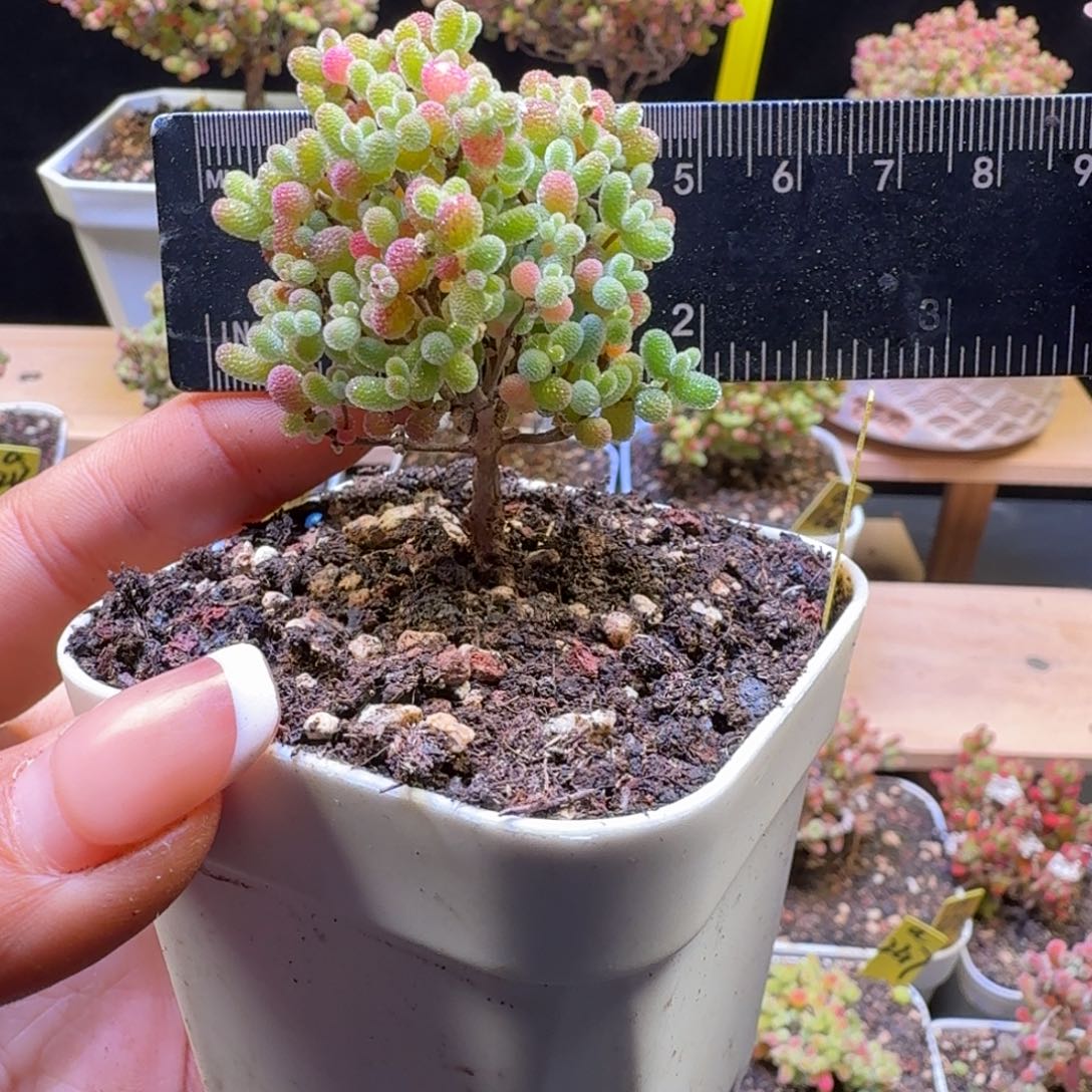 8***ya501号橘子糖冠服5厘米左右