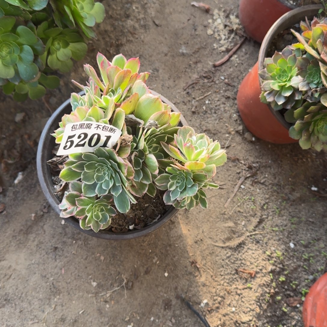 法师 丘比特 5201 17-28