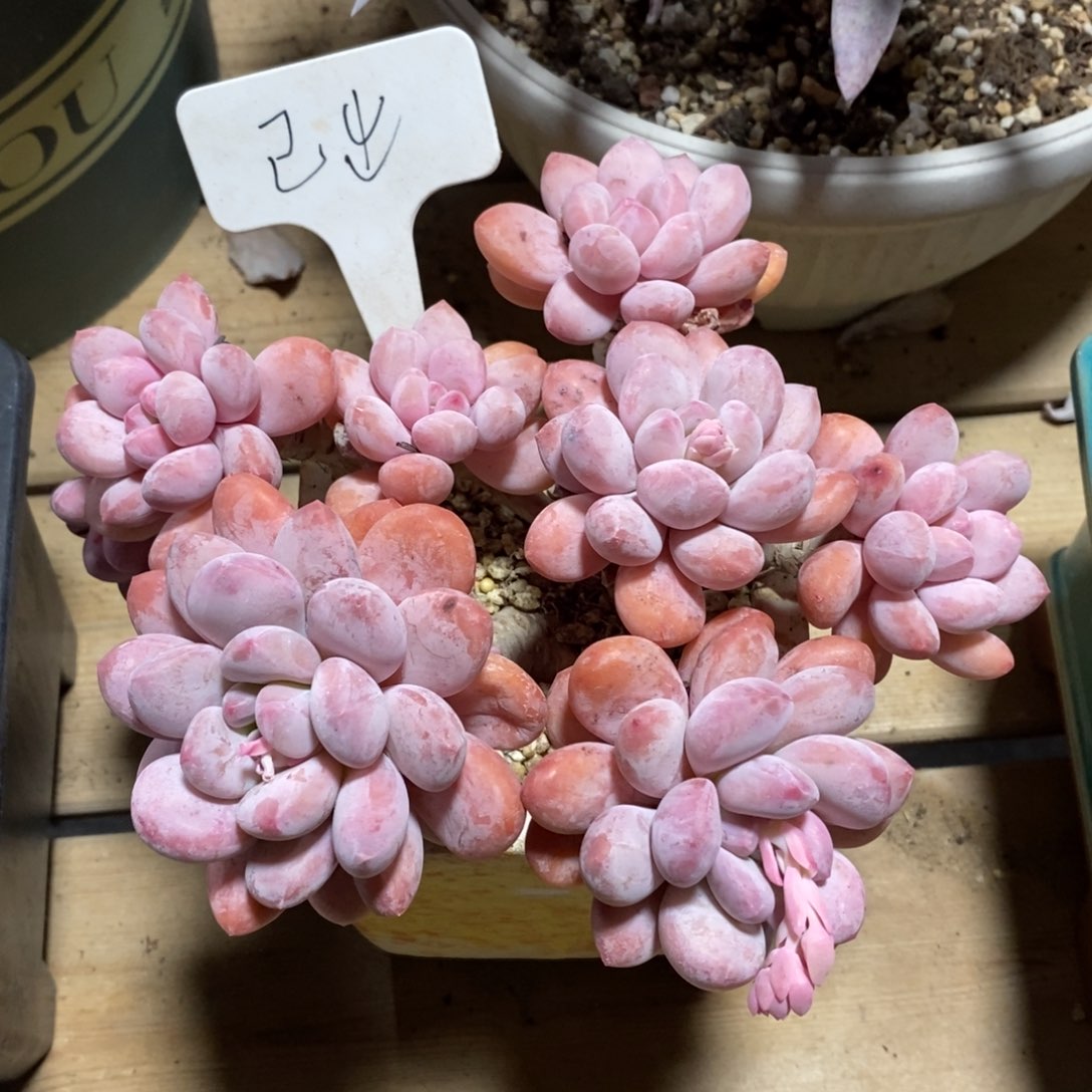 女神节快乐5678折起3月6号-