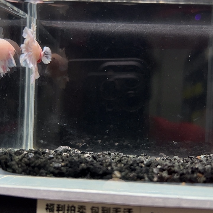 斗鱼跑单拉黑23日32