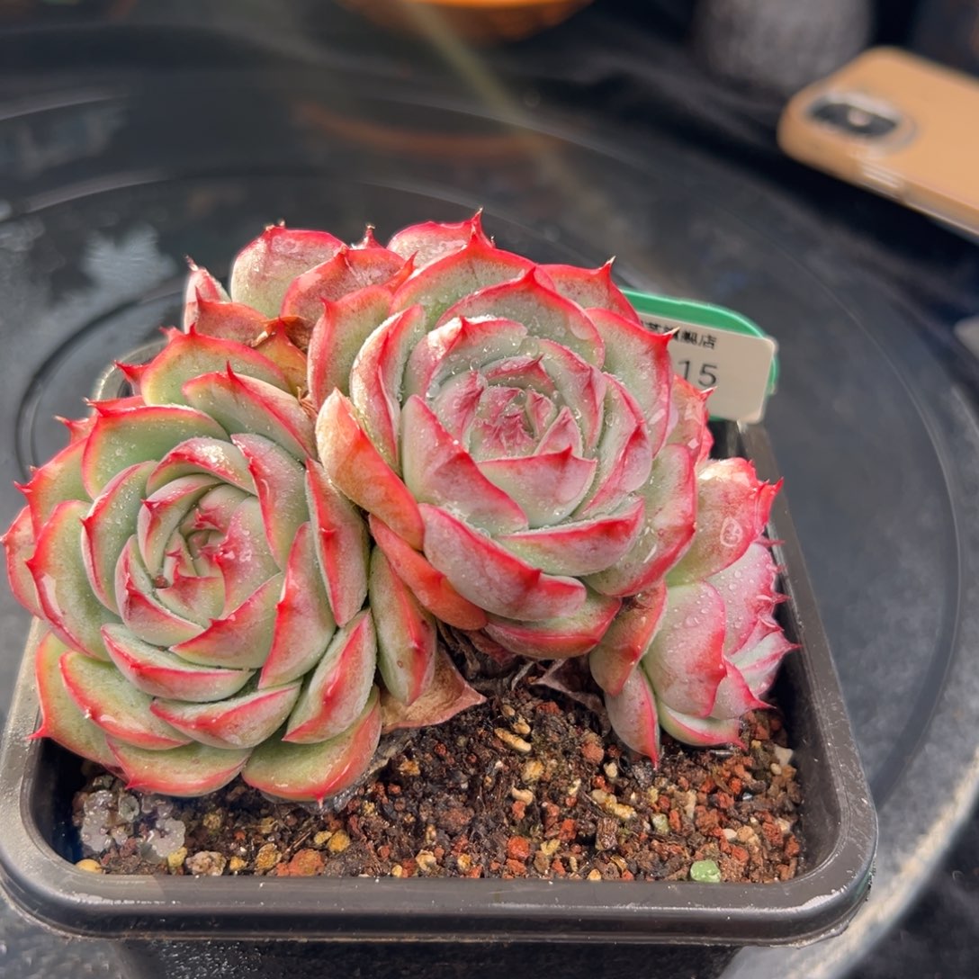 从前慢花园多肉编号1123-315