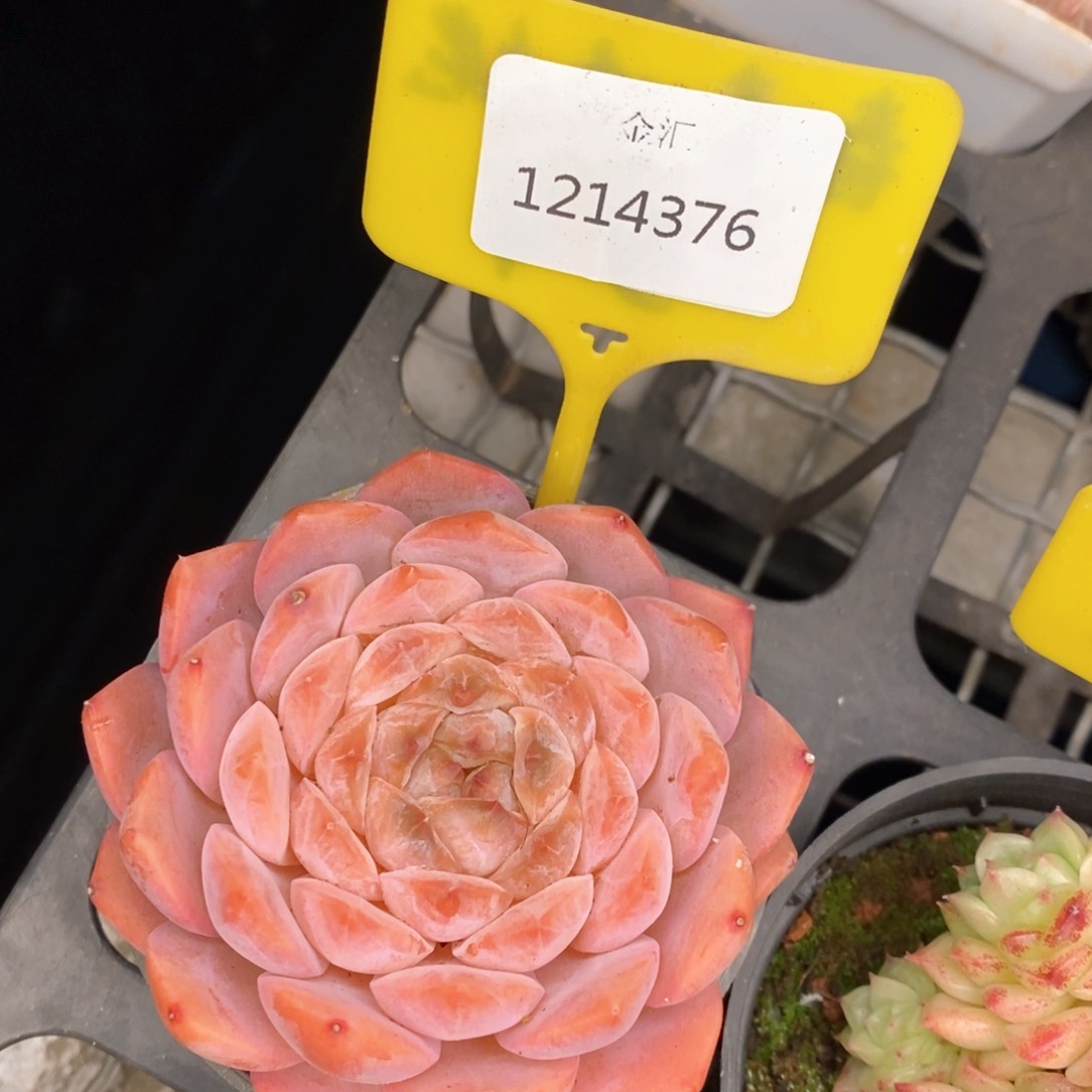 福利多多。1214376