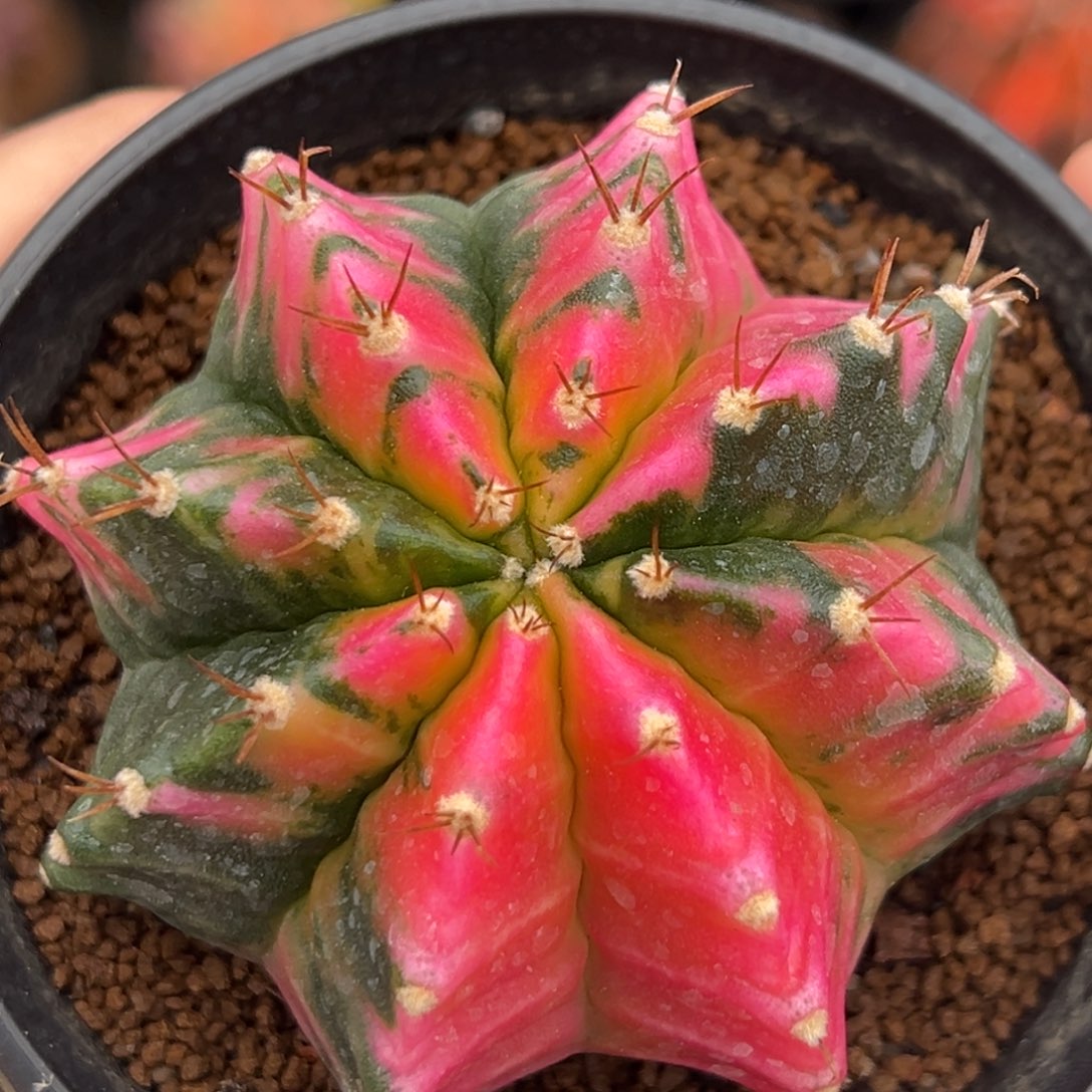 泰系实生白锦米哈锦