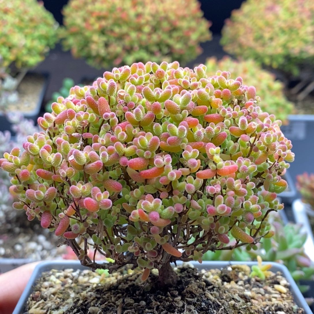 071蜜橘糖球 。        