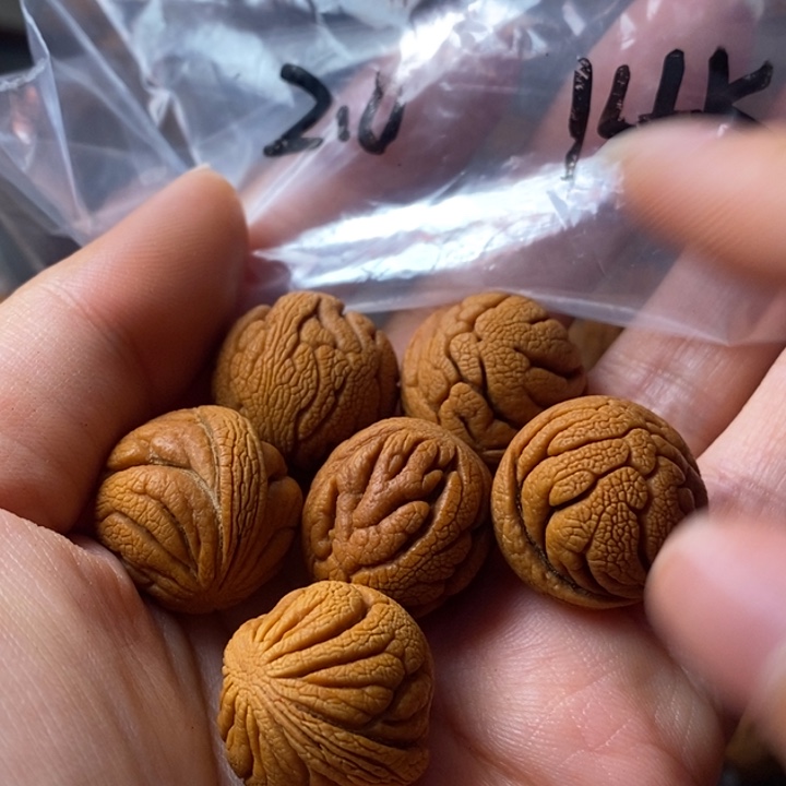 文玩核桃手串秦岭野生龙纹桃核20