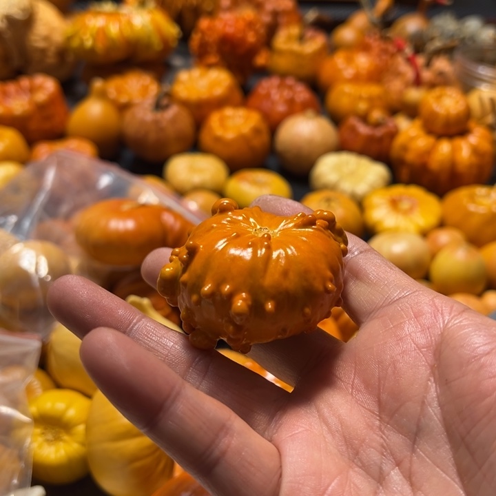 金**棚疙瘩墨西哥疙瘩葫芦