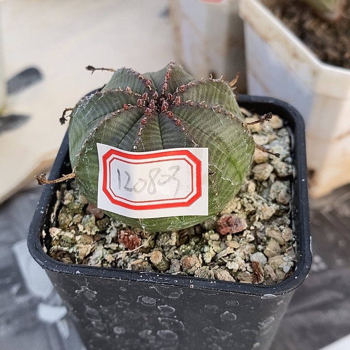 明***缘完美主义者勿拍布纹球杂