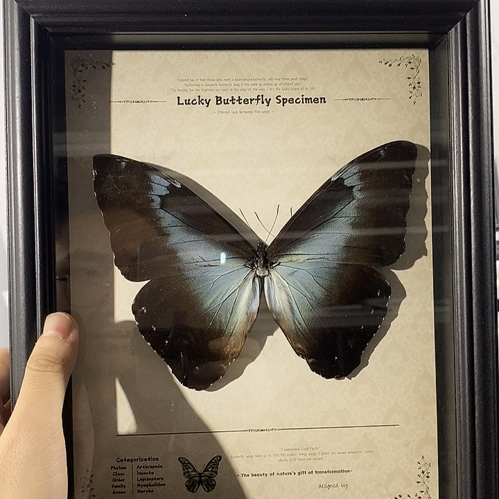 蝴蝶标本直播间021