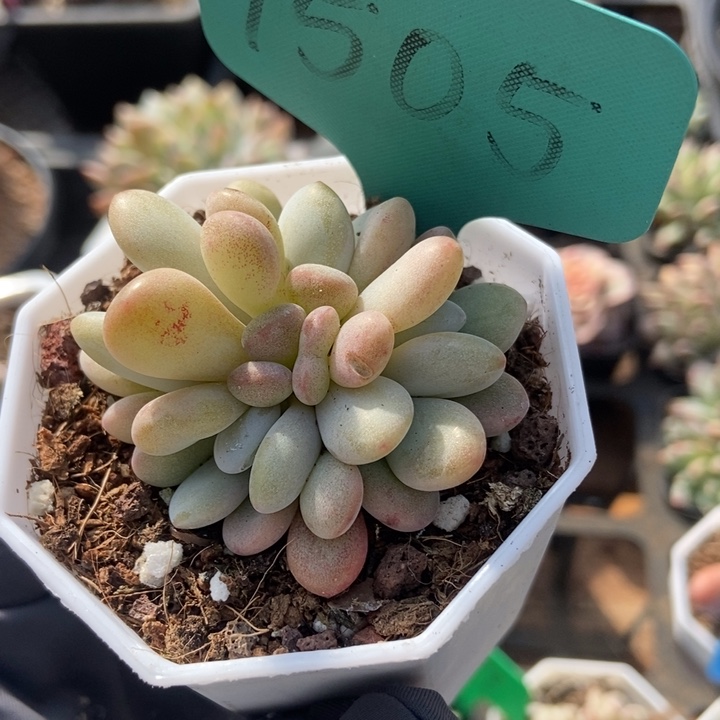 1505粉兔多肉植物