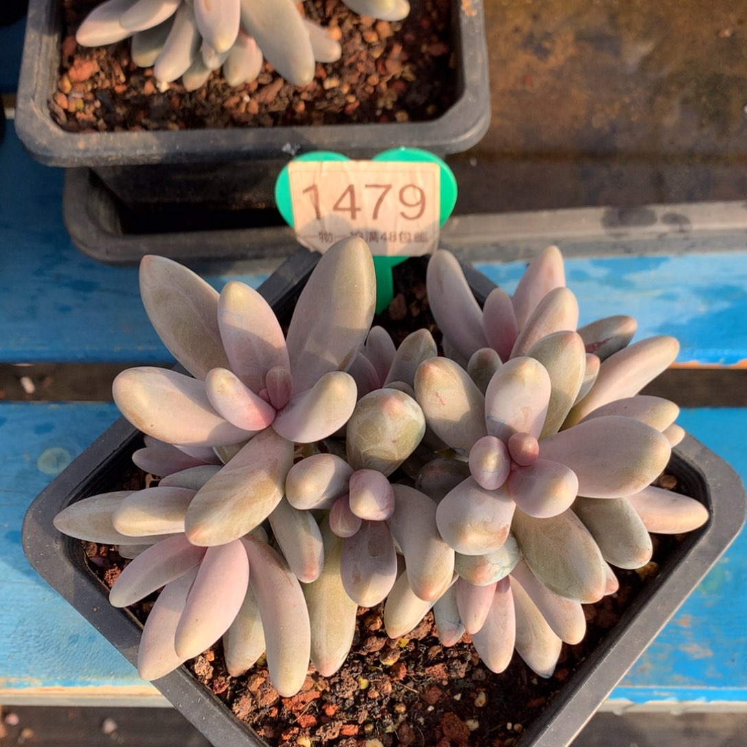 红手指无砍10头1479