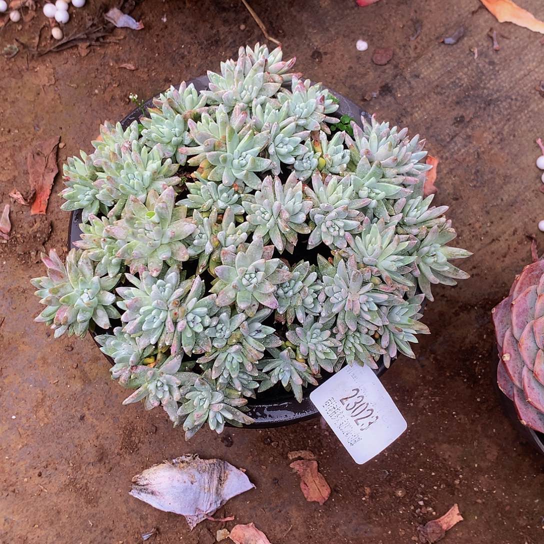 小***子白菊23023吨肉多肉