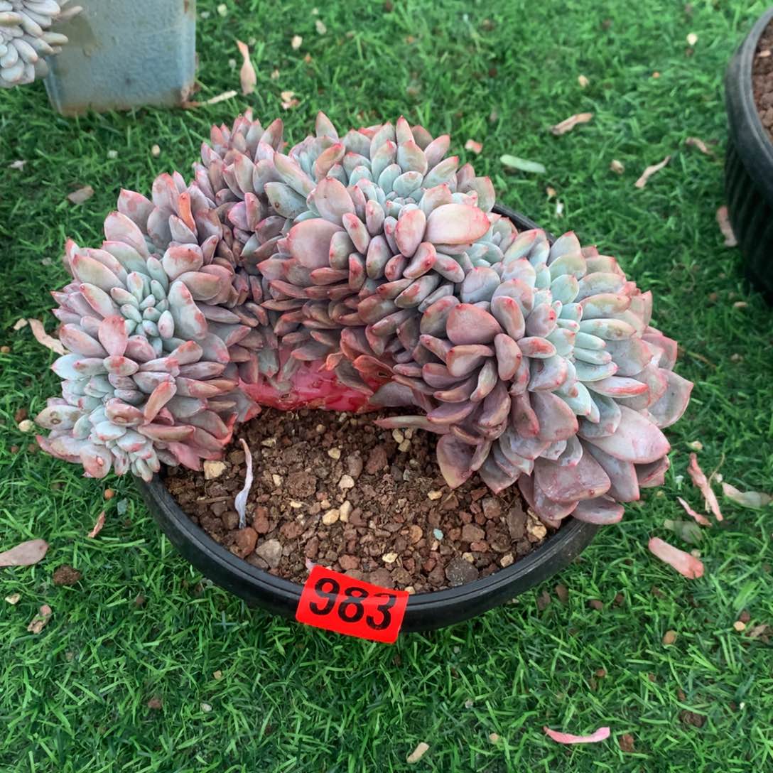 983橙子1111111111111