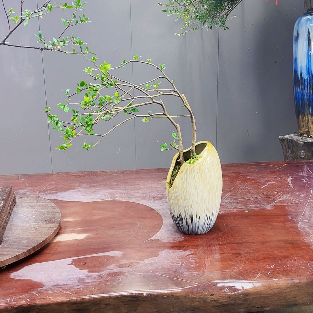 神*海岛四季榄叶栀子花