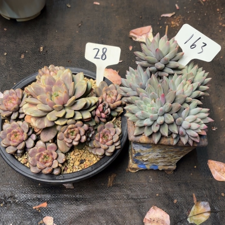 @***生多肉植物，多肉，28号163号