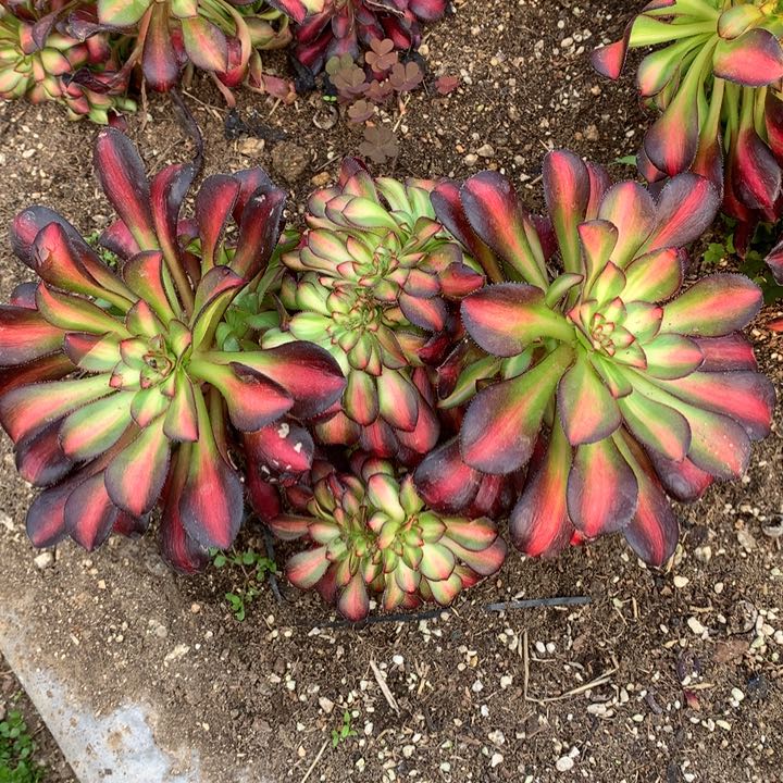 晚霞缀003多肉植物