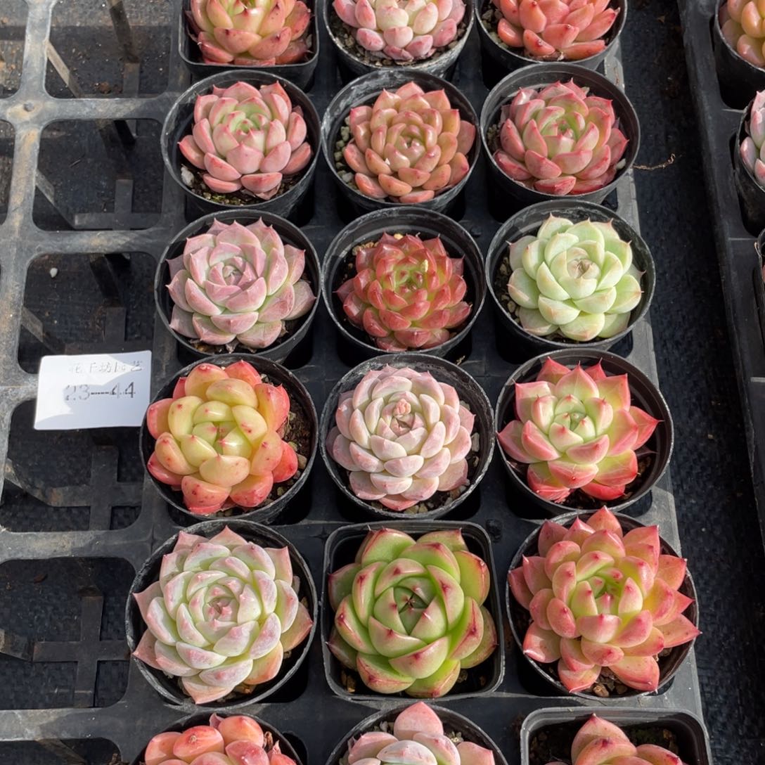 一物一拍18颗23-44