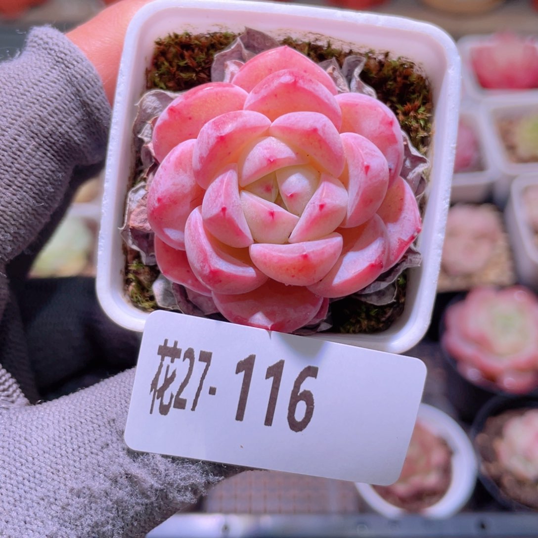 花利美27-116白纱